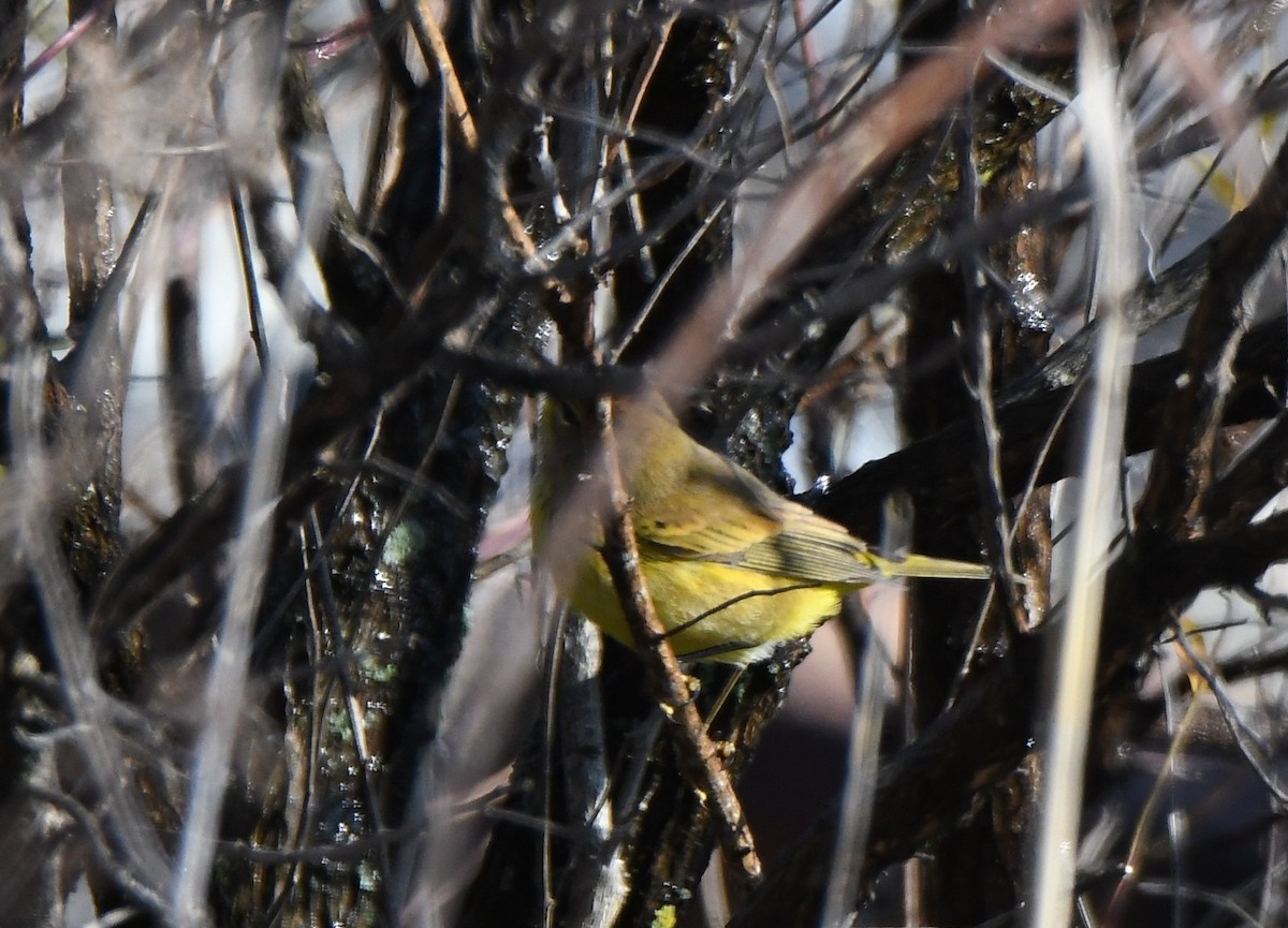 Palmiye Ötleğeni (hypochrysea) - ML193889161