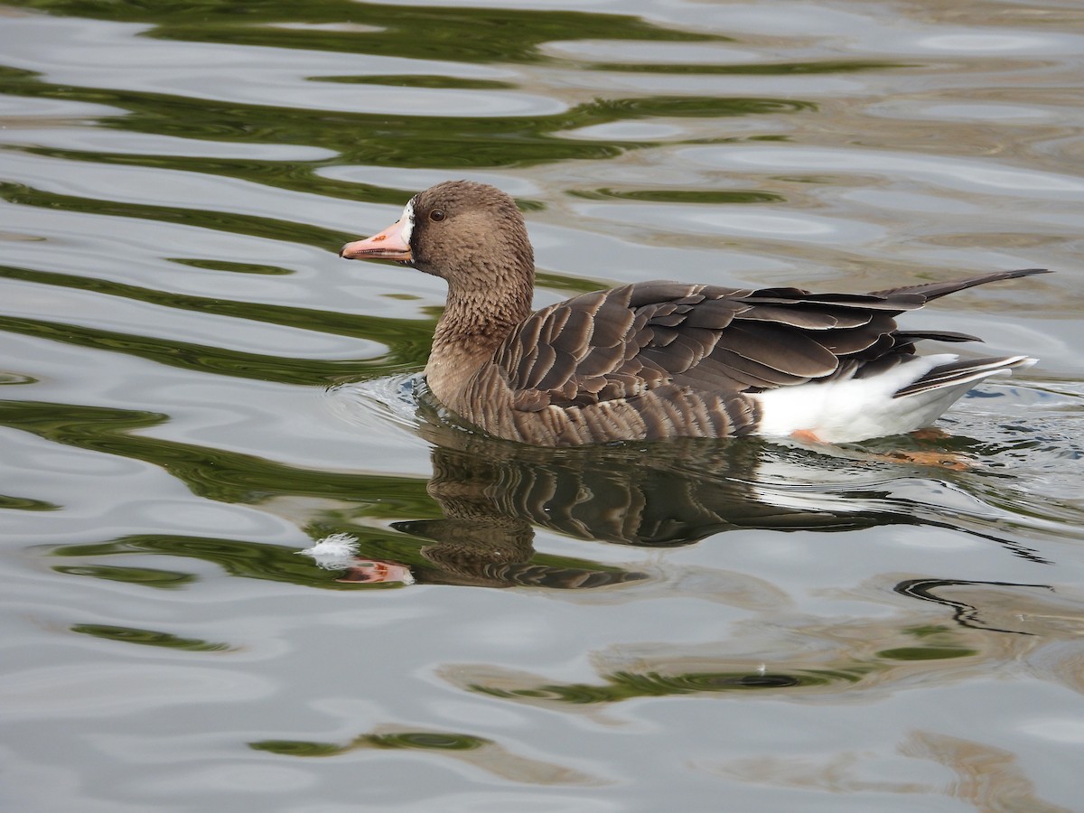 Greater White-fronted Goose - Norman Pillsbury