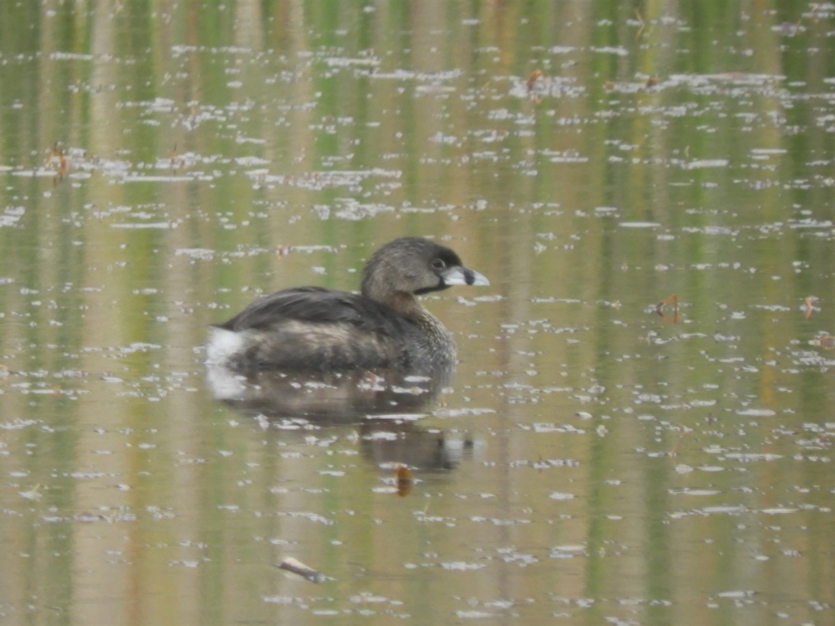 Pied-billed Grebe - Cliff Cordy