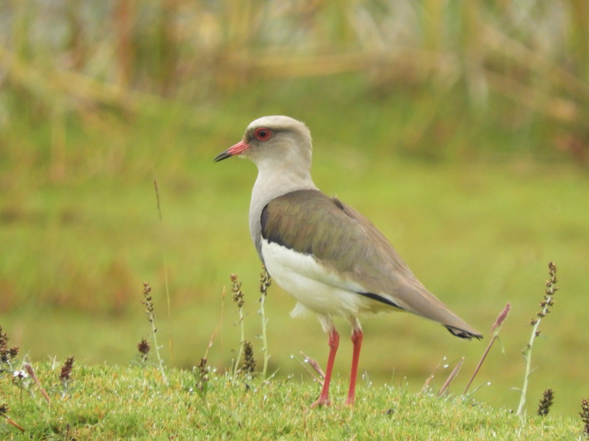 Andean Lapwing - Cliff Cordy