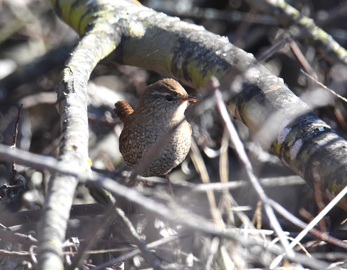 Winter Wren - ML193891841