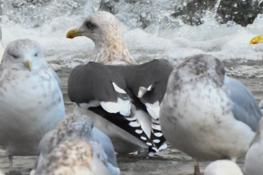 Slaty-backed Gull - josh Ketry