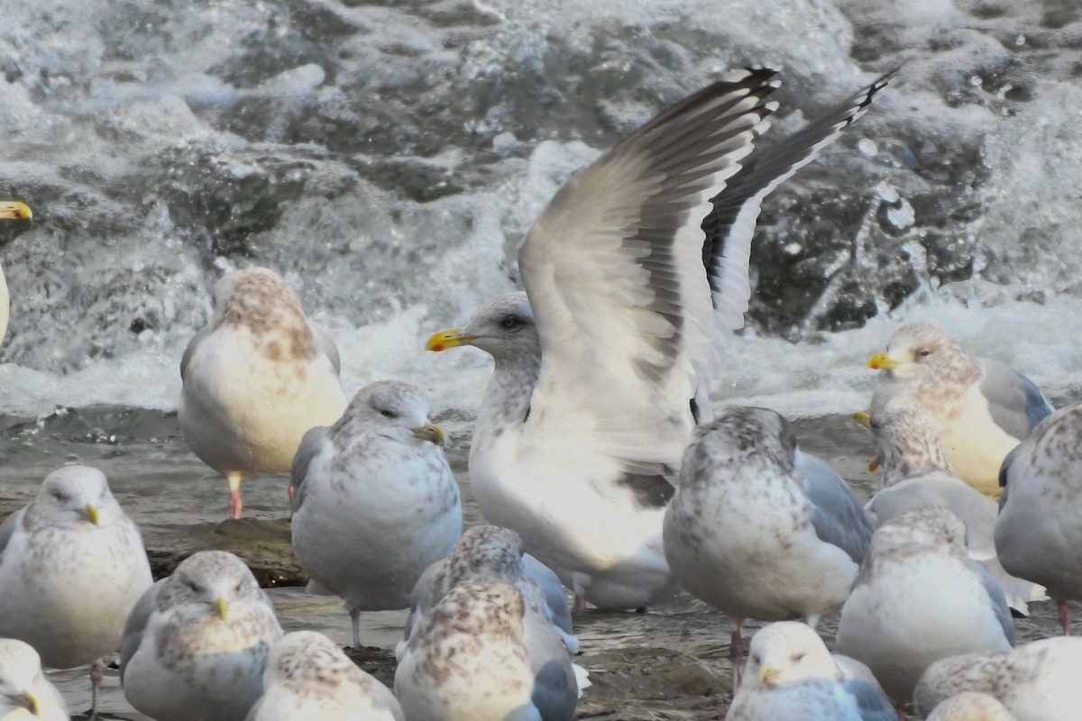 Slaty-backed Gull - josh Ketry