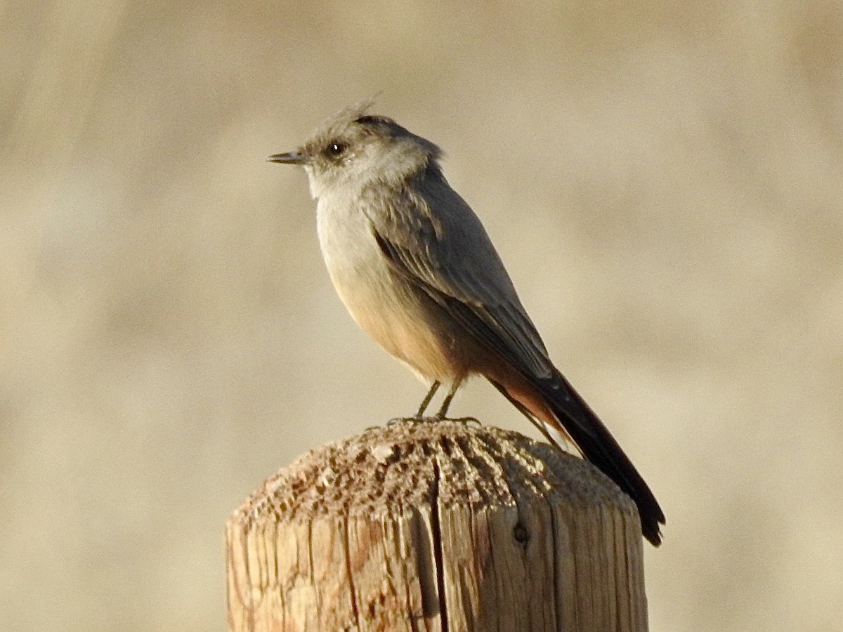 Say's Phoebe - ML193893371