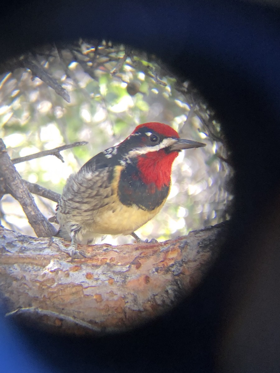 Red-naped Sapsucker - ML193895811