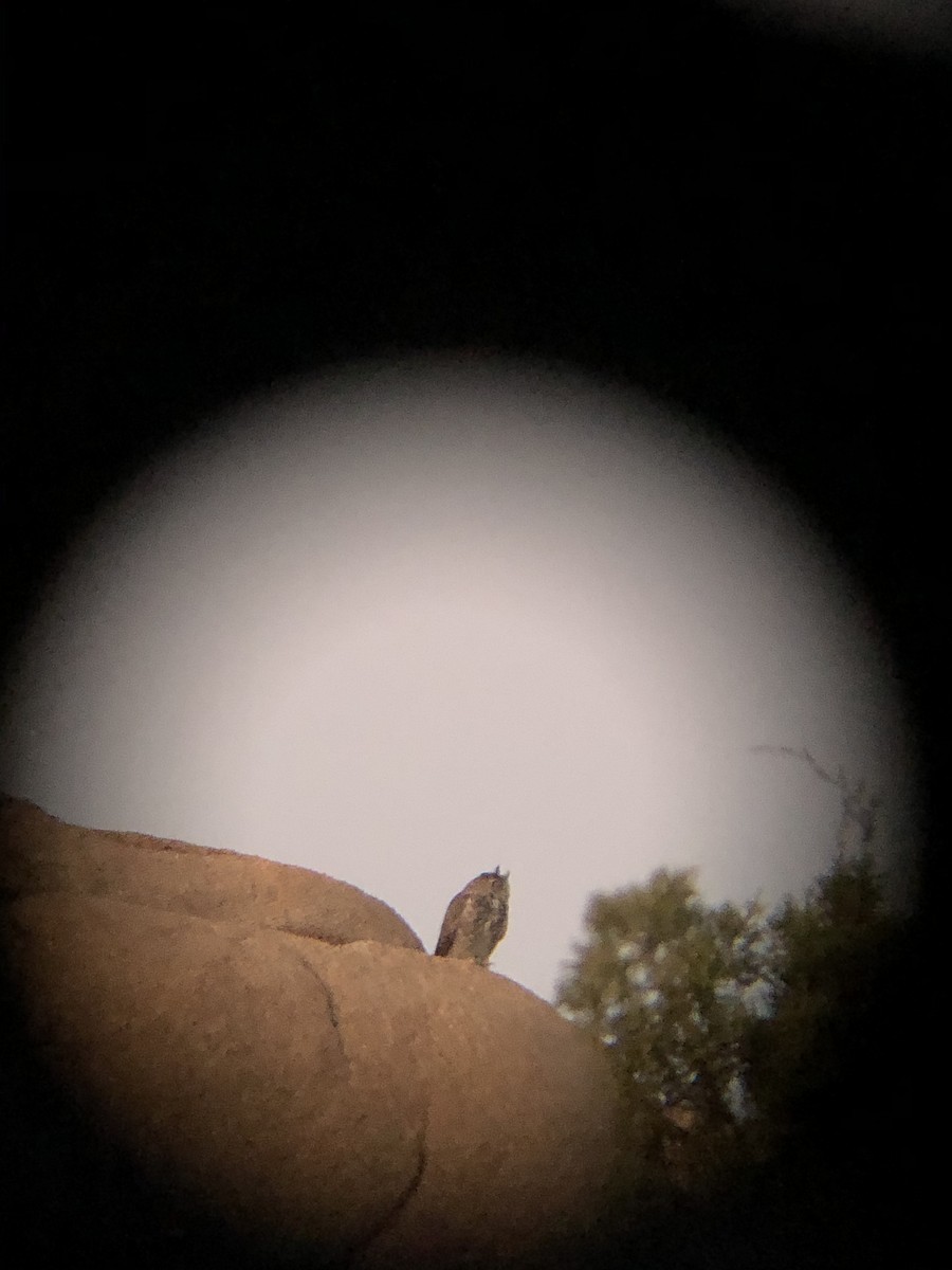 Great Horned Owl - ML193896631