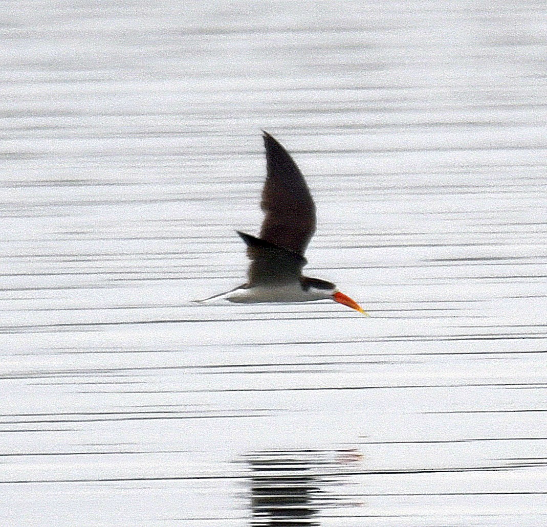 African Skimmer - Daniel Murphy