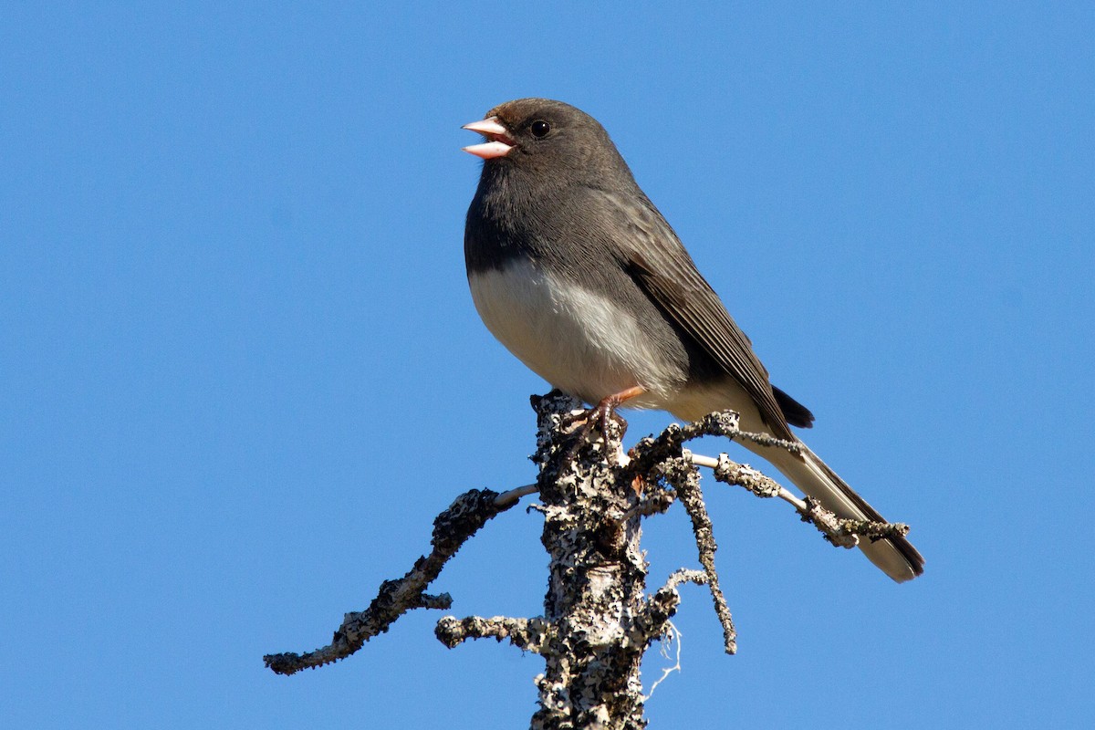 Junco ardoisé (hyemalis/carolinensis) - ML193898631