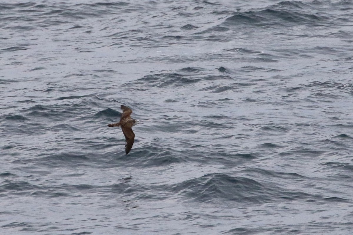 Streaked Shearwater - ML193900291