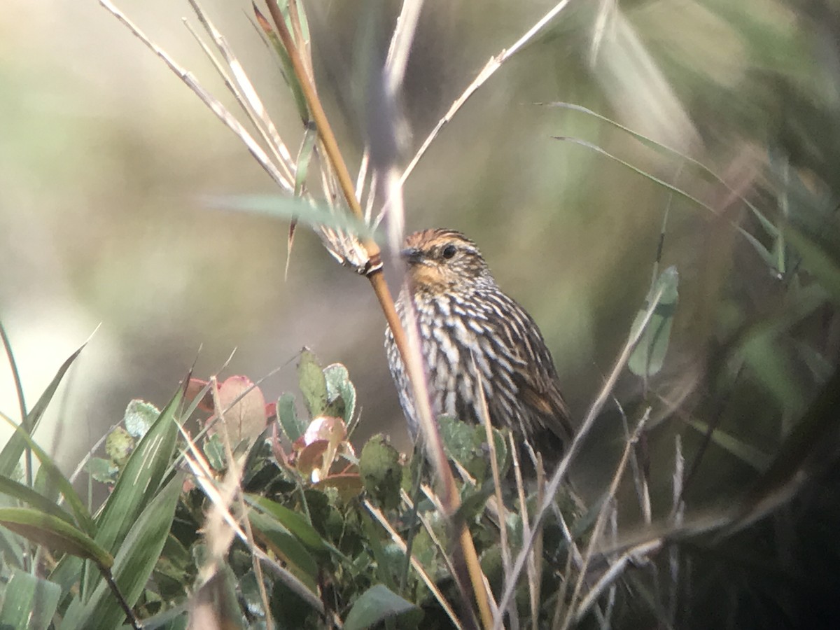 Many-striped Canastero - ML193901501