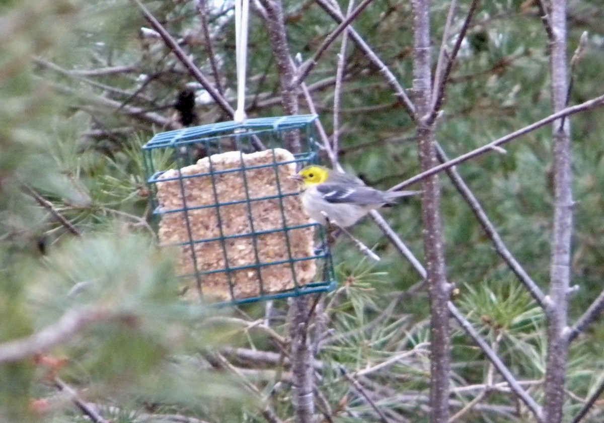 Hermit Warbler - ML193902651