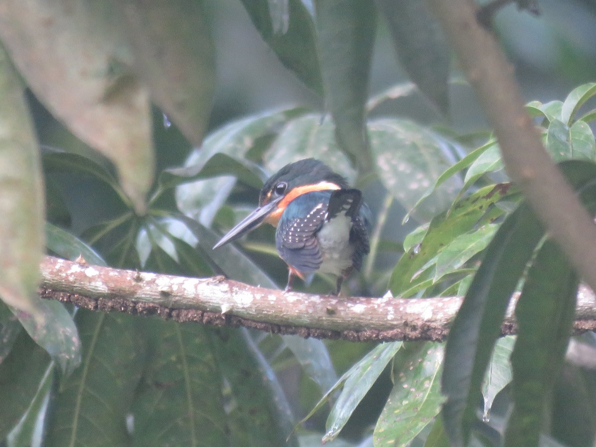 American Pygmy Kingfisher - ML193903201