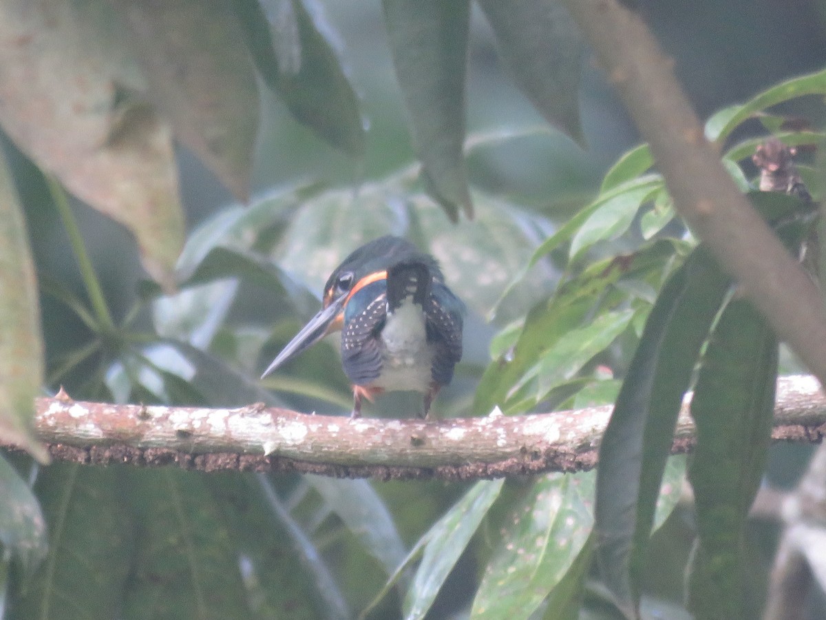 American Pygmy Kingfisher - ML193903631