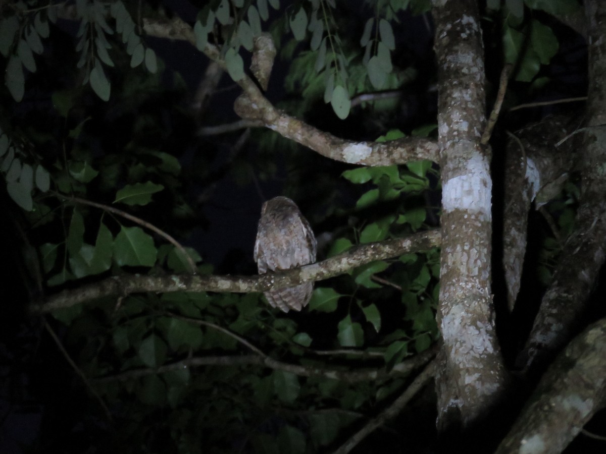 Middle American Screech-Owl - ML193904291