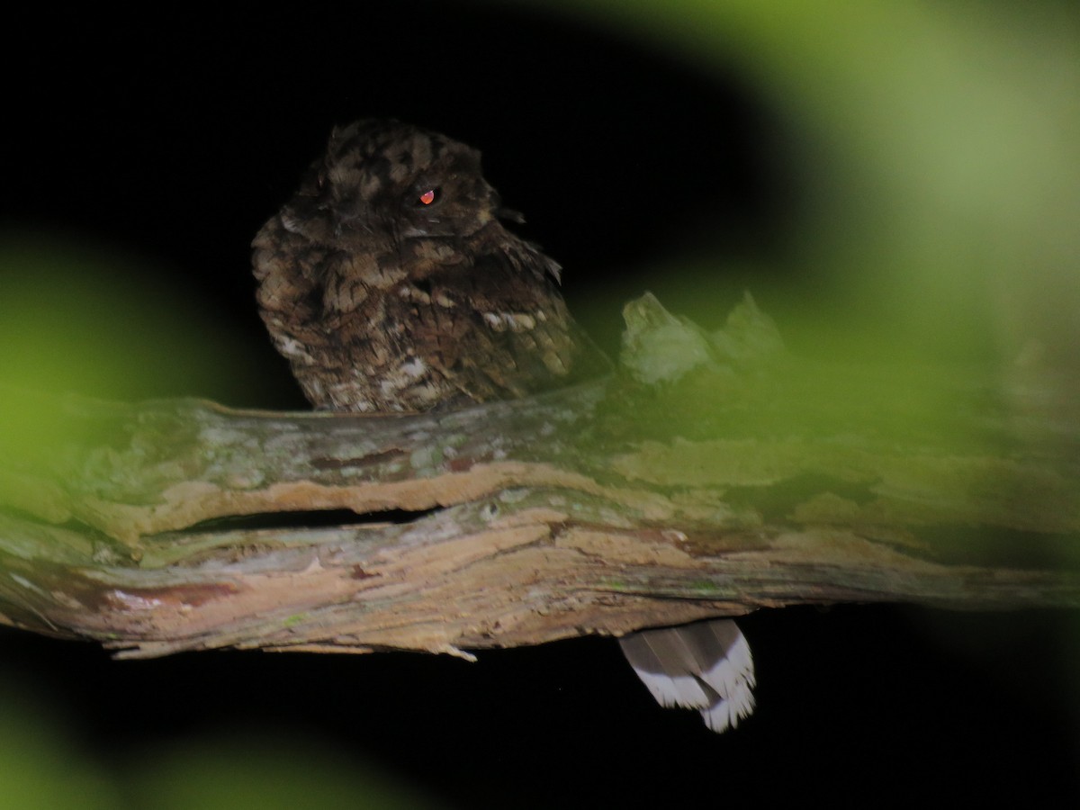 Yucatan Poorwill - ML193904391