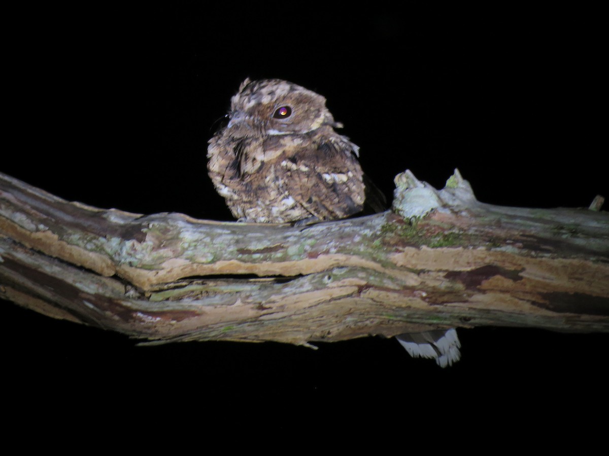 Yucatan Poorwill - ML193904471