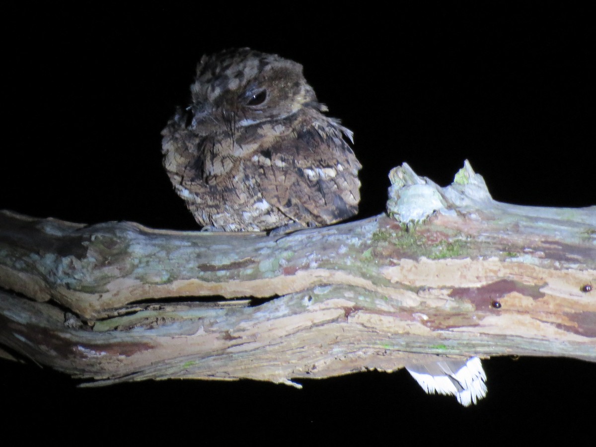 Yucatan Poorwill - ML193904491