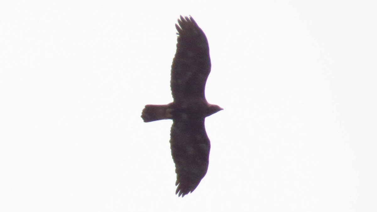 Golden Eagle - ML193905761