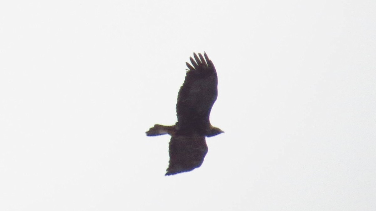 Golden Eagle - ML193905771