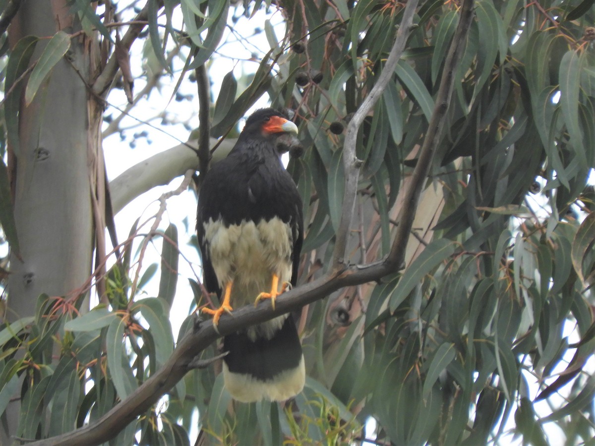 Caracara Andino - ML193906221