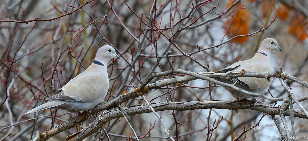 Eurasian Collared-Dove - Ceredig  Roberts