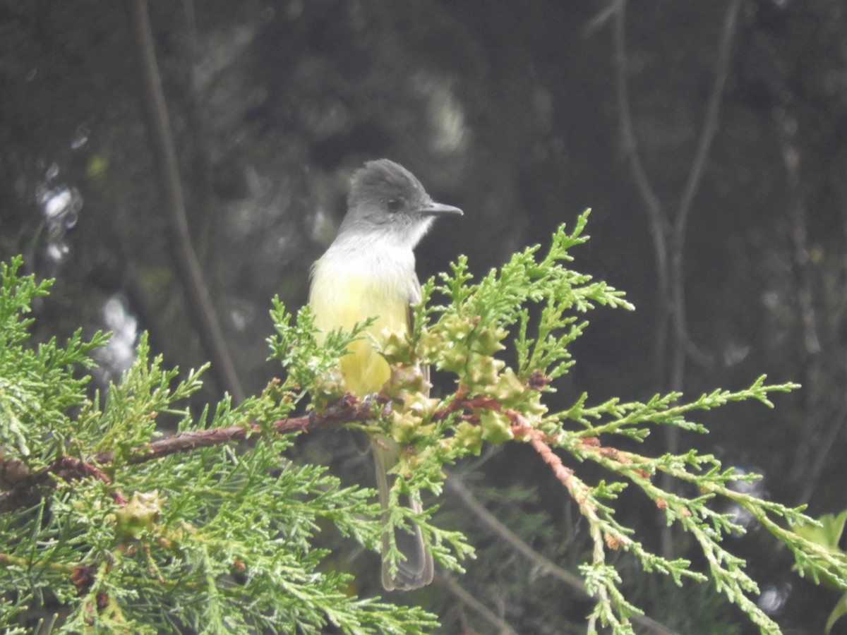 Dusky-capped Flycatcher - ML193906691