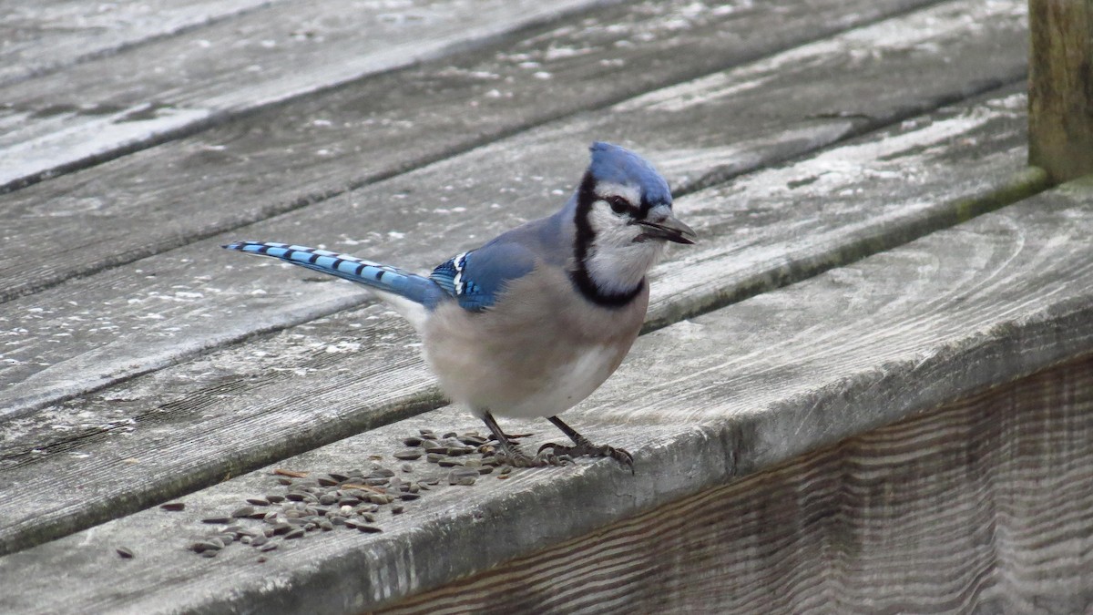 Blue Jay - ML193907061