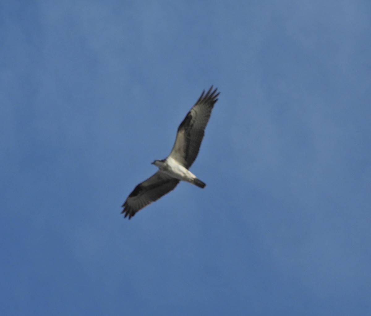 Balbuzard pêcheur - ML193907981