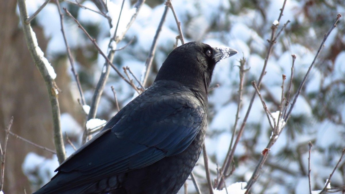 American Crow - ML193908241