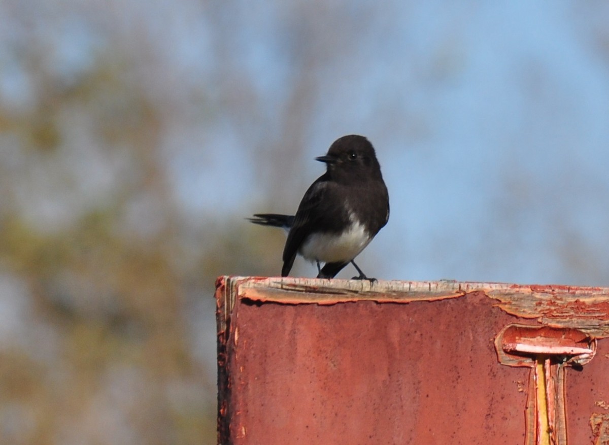 Black Phoebe - ML193908371