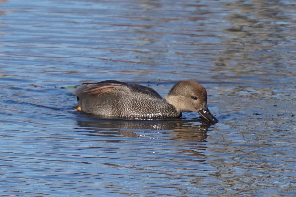 Gadwall - Matthew Crittenden