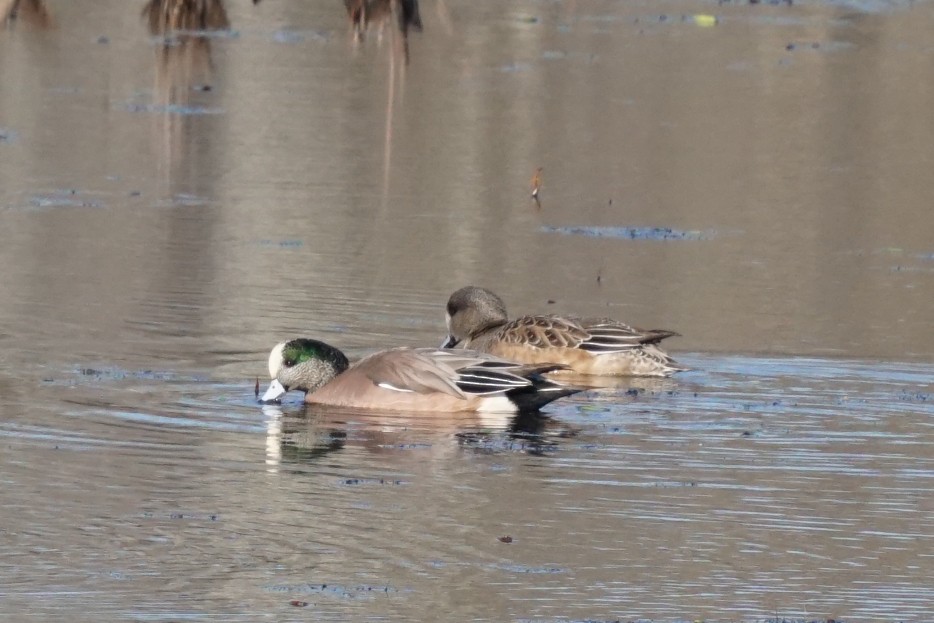 American Wigeon - ML193908781