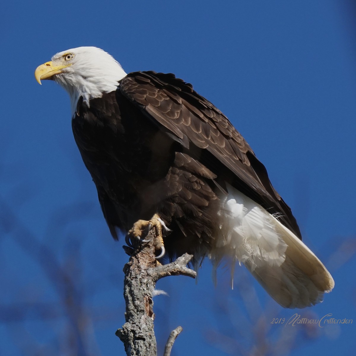 Bald Eagle - ML193908991