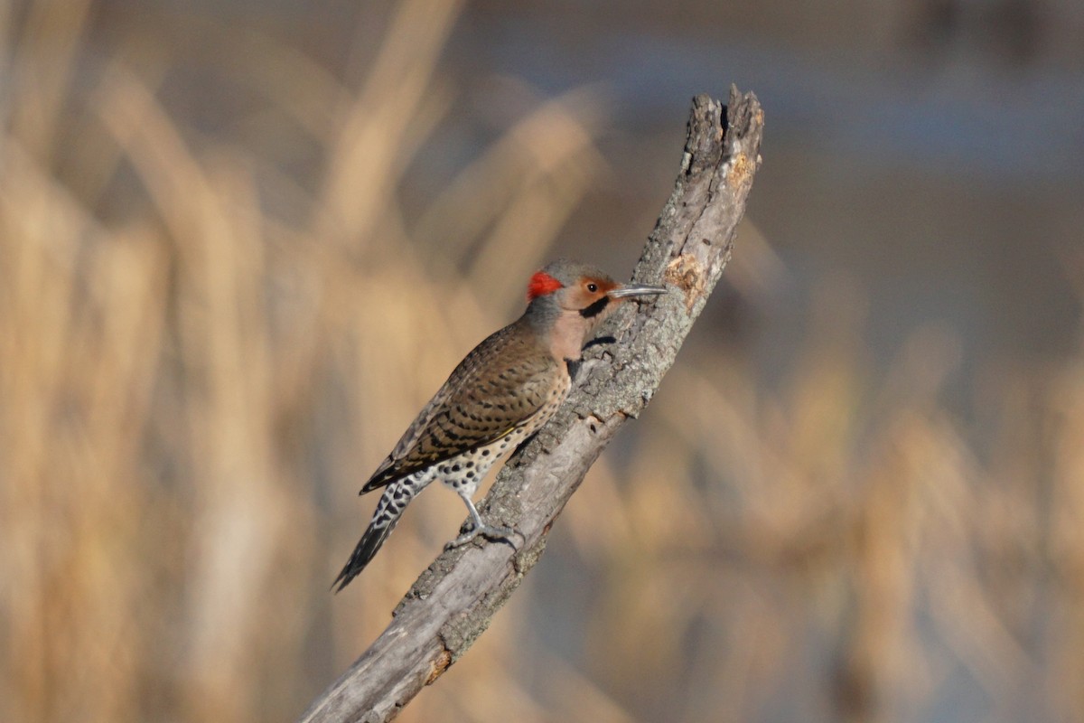 Northern Flicker - ML193909151