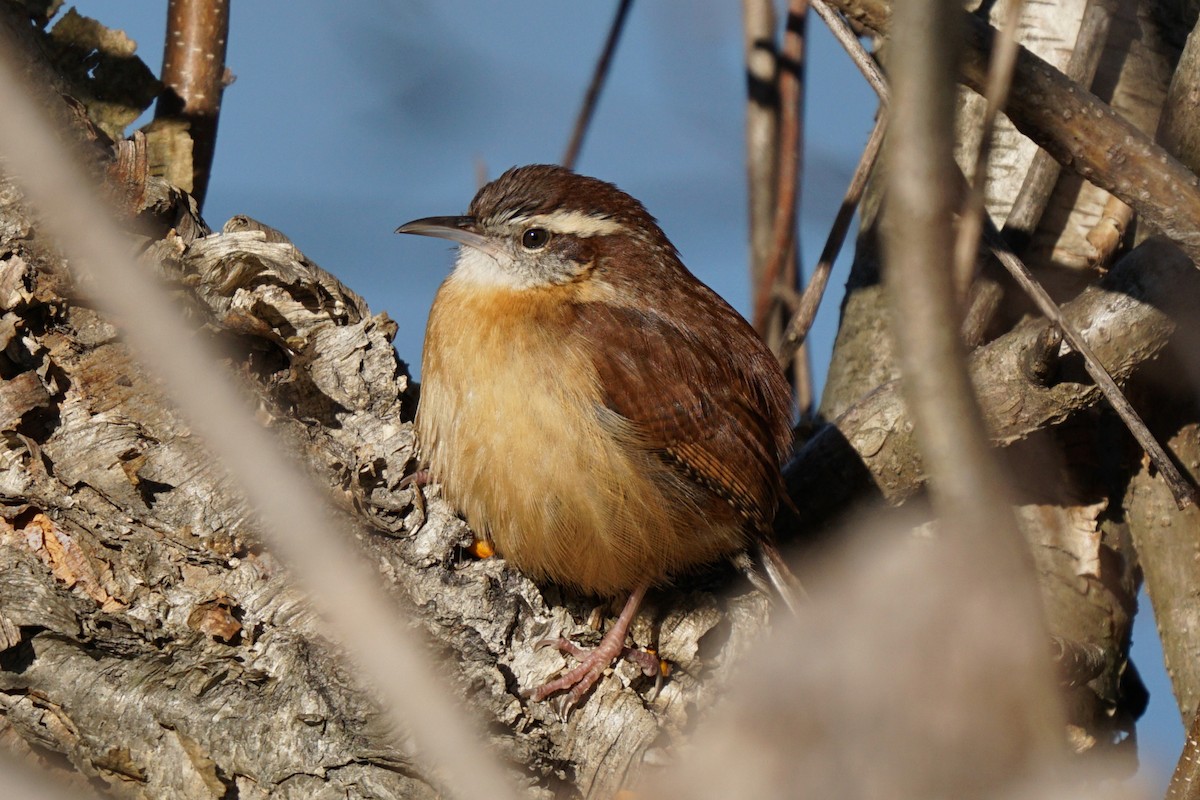 Carolina Wren - ML193909241