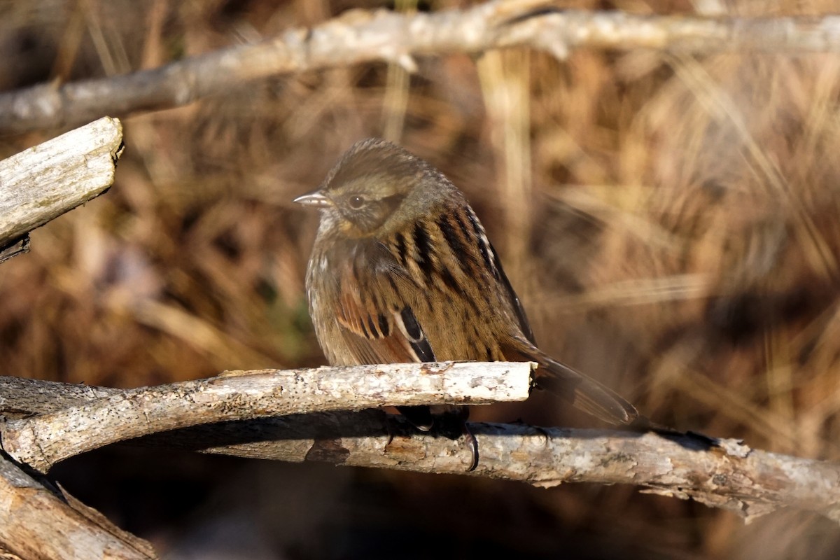 Swamp Sparrow - ML193909461