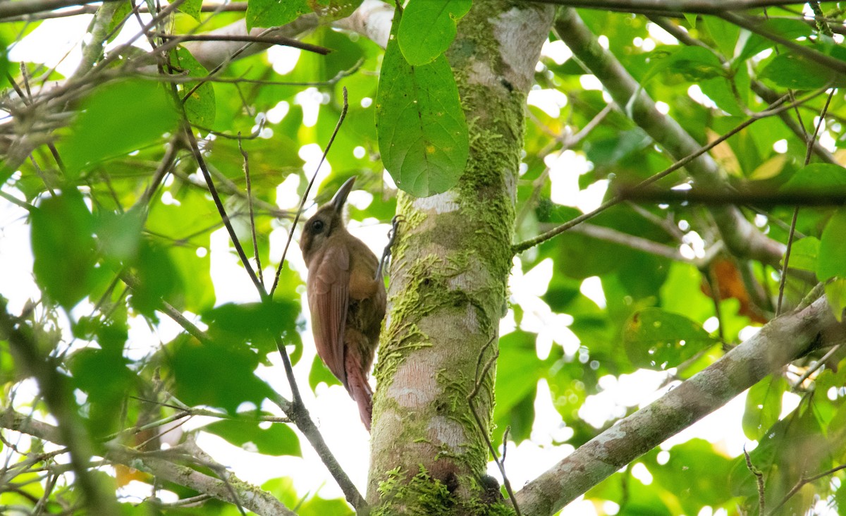 Plain-brown Woodcreeper - ML193909981