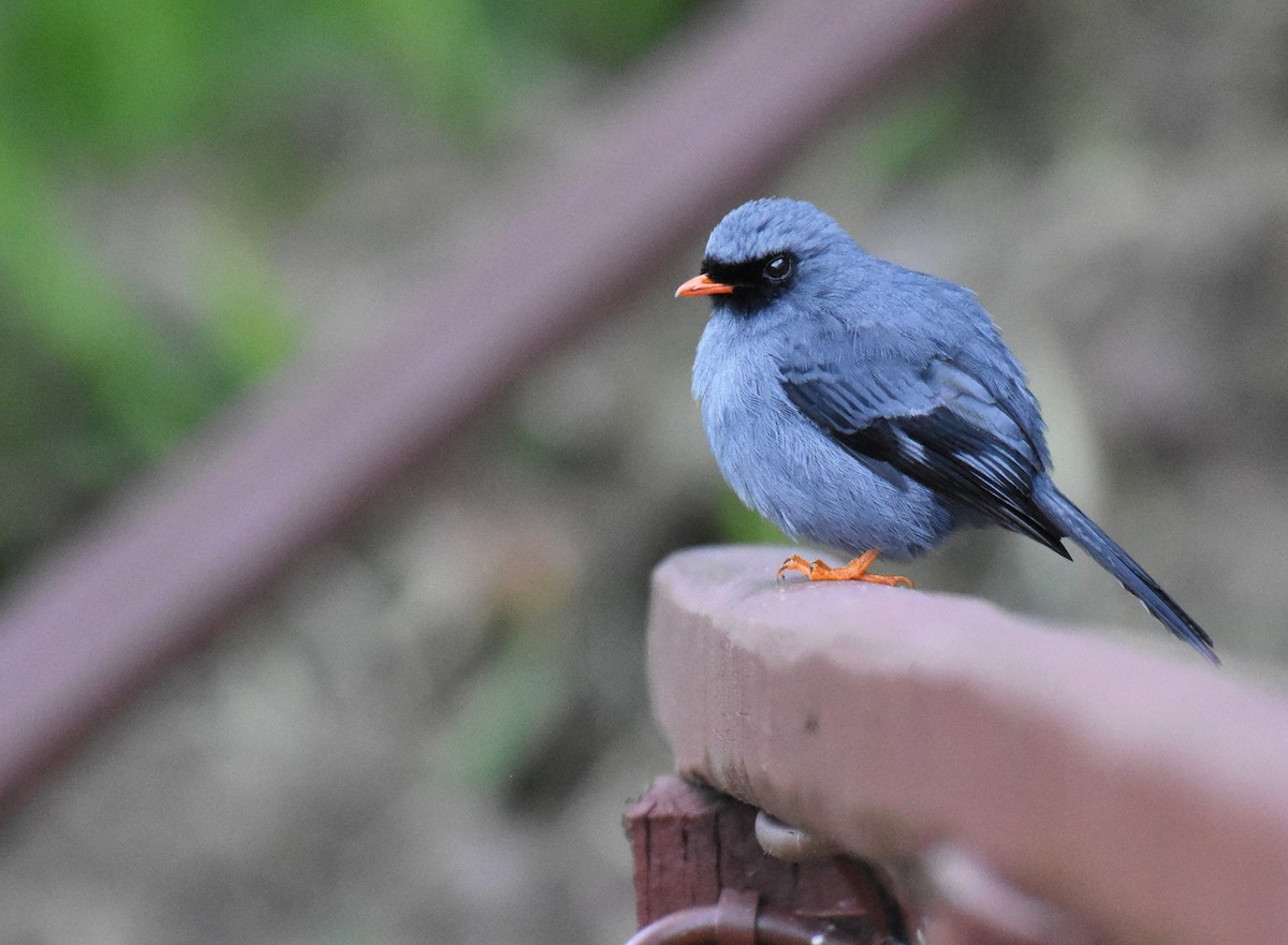 Black-faced Solitaire - ML193910551
