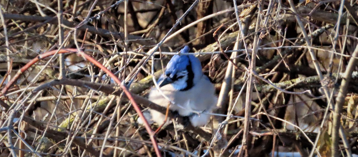 Blue Jay - ML193913581