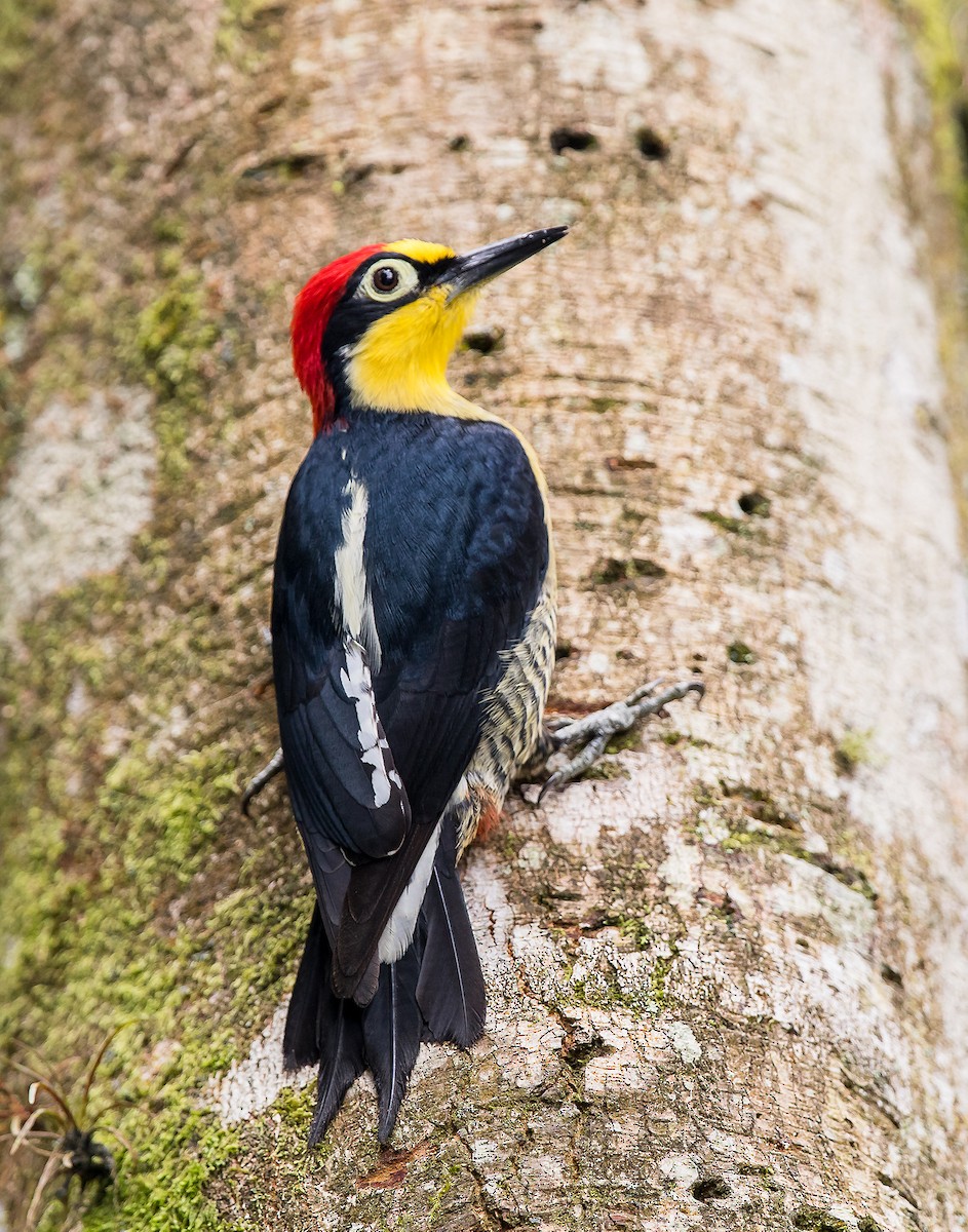 Yellow-fronted Woodpecker - ML193914821