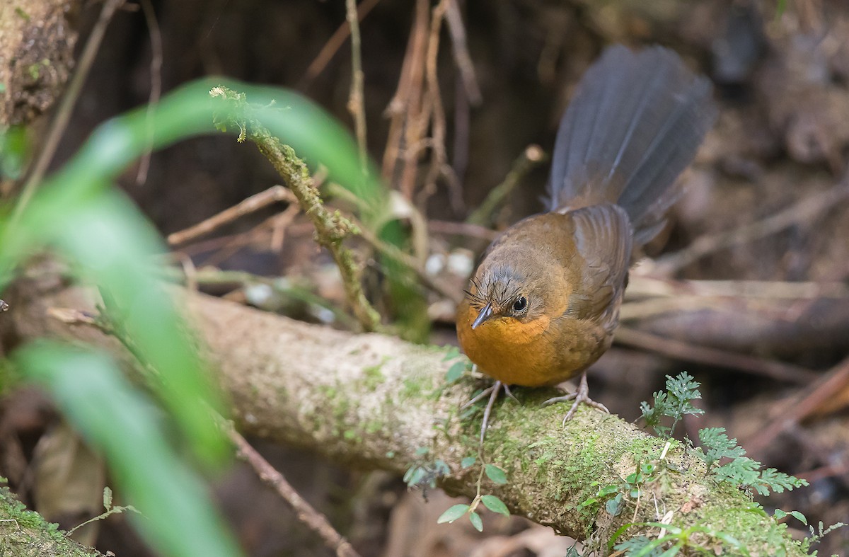 Slaty Bristlefront - ML193915031