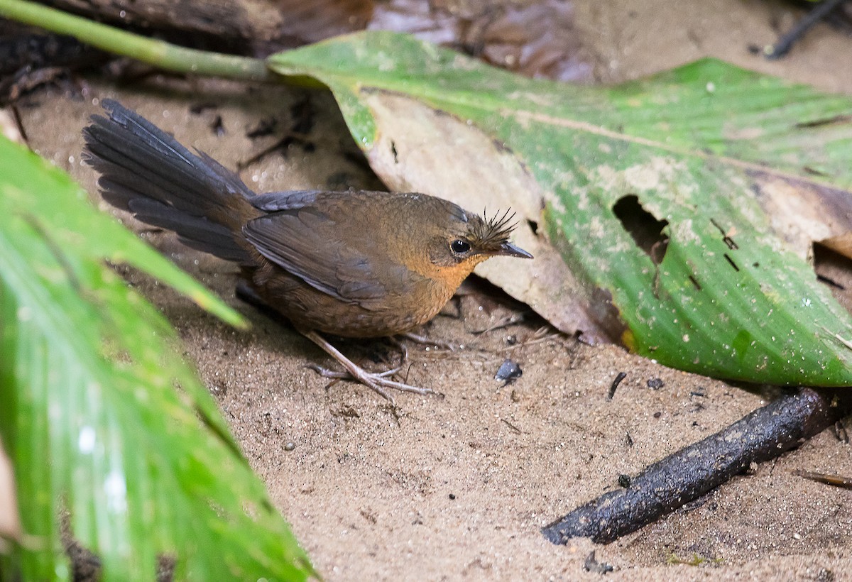 Slaty Bristlefront - ML193915181