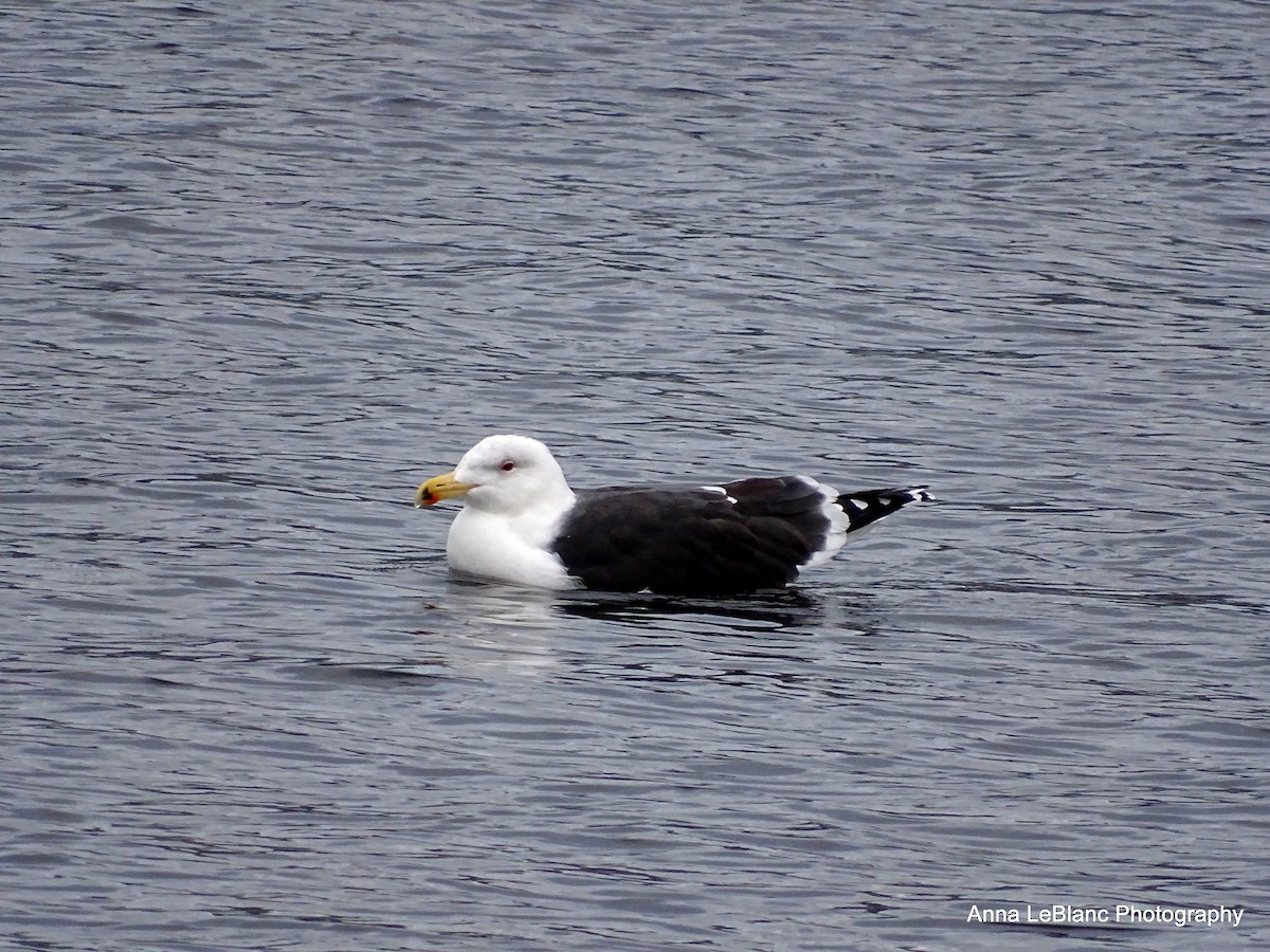 Great Black-backed Gull - ML193915901