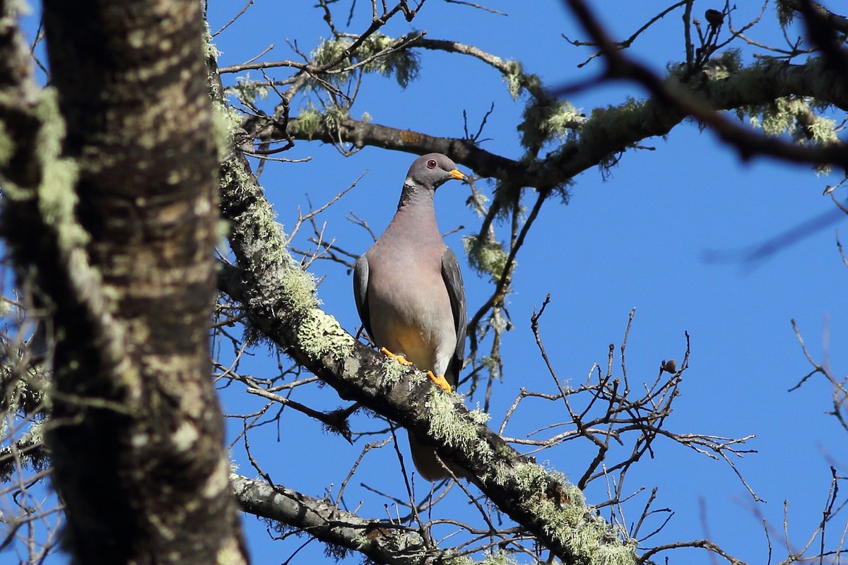 Band-tailed Pigeon - ML193917241