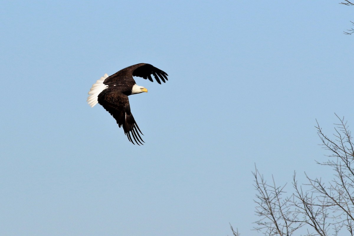 Bald Eagle - ML193917531