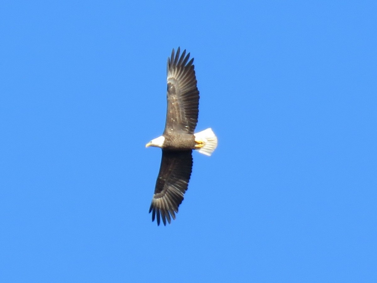 Bald Eagle - Rey Larsen