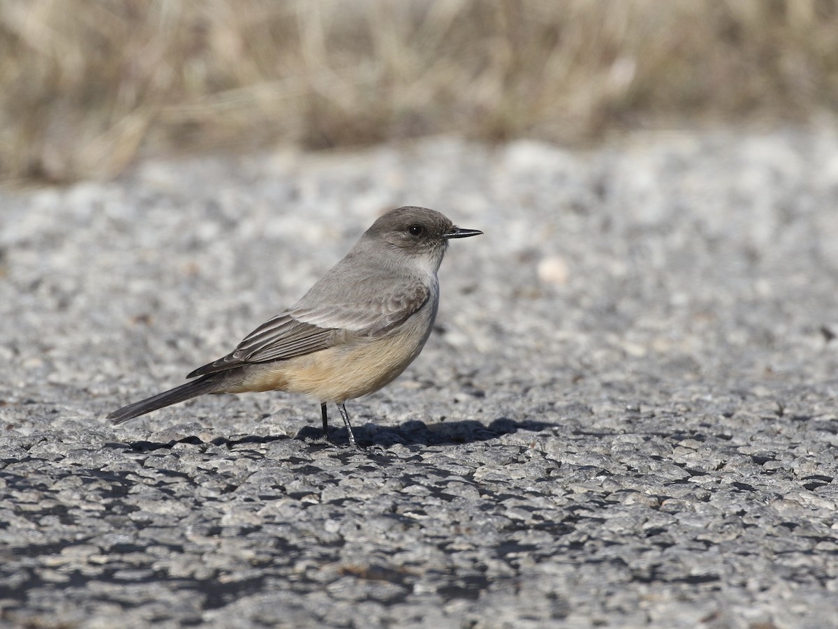Say's Phoebe - Christian Fernandez