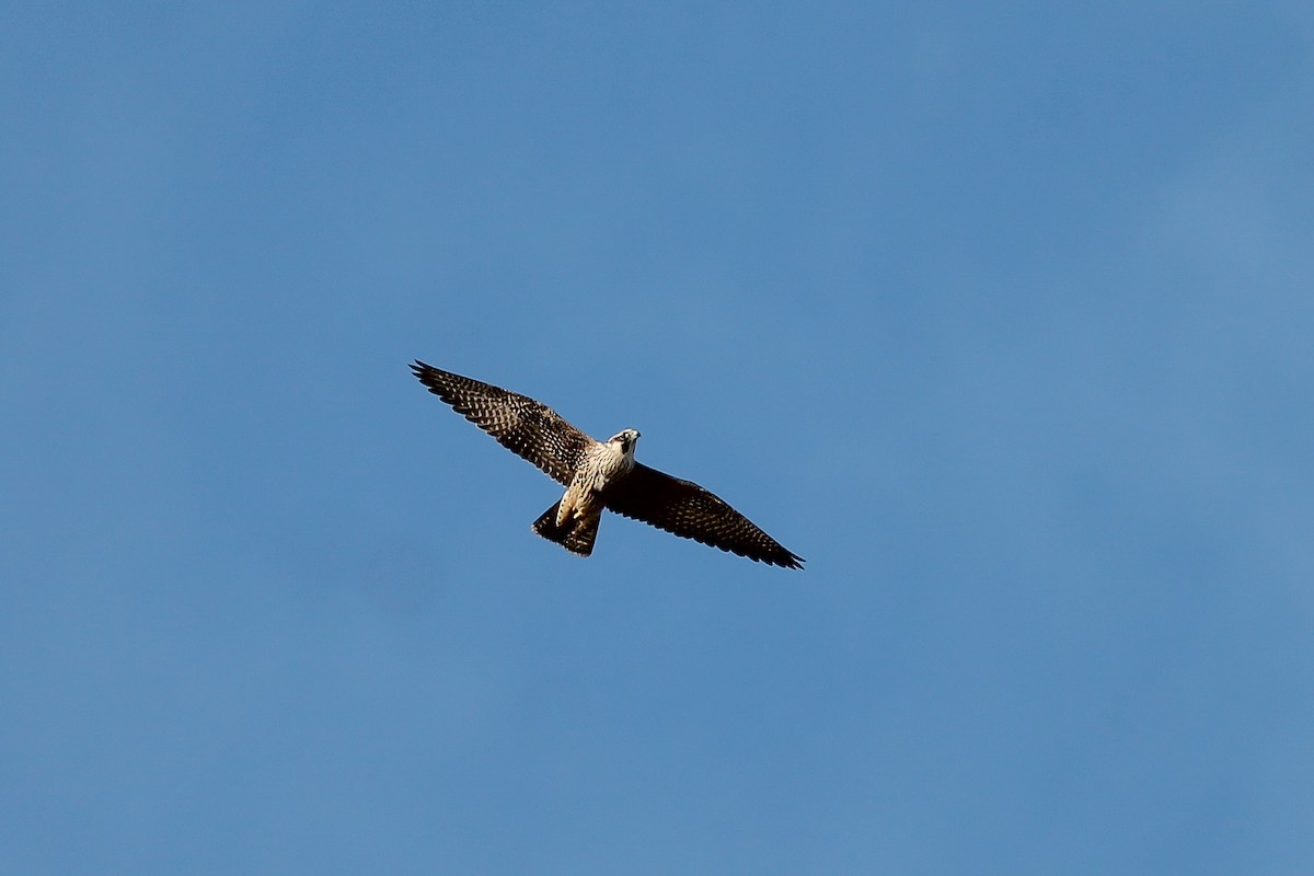 Peregrine Falcon (Tundra) - ML193921151