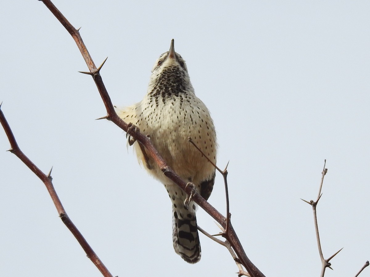 Cactus Wren - Dan Stoker