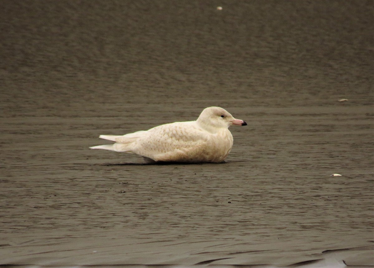 Glaucous Gull - Jon Houghton